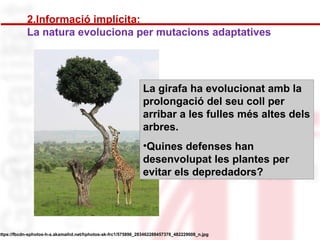 2.Informació implícita: 
La natura evoluciona per mutacions adaptatives 
La girafa ha evolucionat amb la 
prolongació del seu coll per 
arribar a les fulles més altes dels 
arbres. 
•Quines defenses han 
desenvolupat les plantes per 
evitar els depredadors? 
https://fbcdn-sphotos-h-a.akamaihd.net/hphotos-ak-frc1/575896_283462288457378_482229008_n.jpg 
 