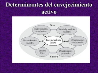 Determinantes del envejecimiento activo 