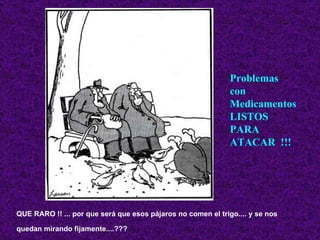 QUE RARO !! ... por que será que esos pájaros no comen el trigo.... y se nos quedan mirando fijamente....??? Problemas con Medicamentos LISTOS PARA ATACAR  !!! 