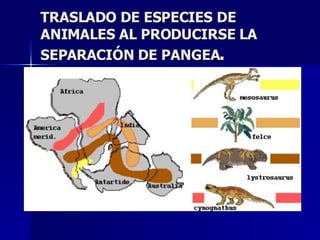 TRASLADO DE ESPECIES DE ANIMALES AL PRODUCIRSE LA SEPARACIÓN DE PANGEA . 