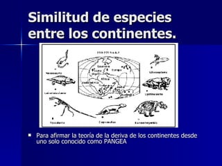 Similitud de especies entre los continentes. Para afirmar la teoría de la deriva de los continentes desde uno solo conocido como PANGEA 
