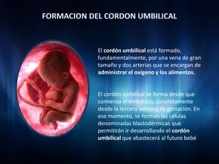 FORMACION DEL CORDON UMBILICAL El cordón umbilical está formado, fundamentalmente, por una vena de gran tamaño y dos arterias que se encargan de administrar el oxígeno y los alimentos. El cordón umbilical se forma desde que comienza el embarazo, concretamente desde la tercera semana de gestación. En ese momento, se forman las células denominadas blastodérmicas que permitirán ir desarrollando el cordón umbilical que abastecerá al futuro bebé 