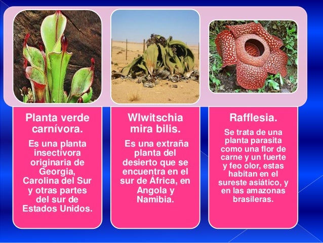 Plantas en peligro de extinción!