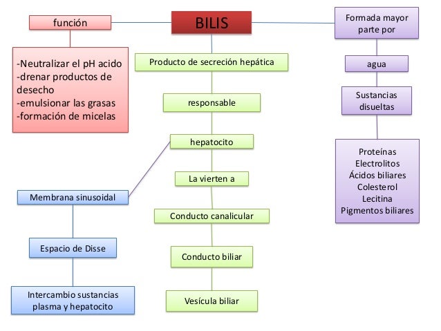 Resultado de imagen para formacion de bilis