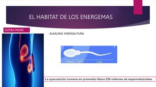 EL HABITAT DE LOS ENERGEMAS
ALKALINO: ENERGIA PURA
La eyaculación humana en promedio libera 250 millones de espermatozoides.
ESFERA PADRE
 