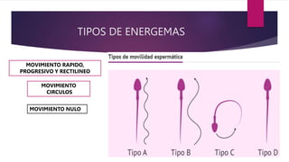 TIPOS DE ENERGEMAS
MOVIMIENTO RAPIDO,
PROGRESIVO Y RECTILINEO
MOVIMIENTO
CIRCULOS
MOVIMIENTO NULO
 
