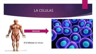 LA CELULAS
NEURONAS
CELULAS
37,2 billones de células
 