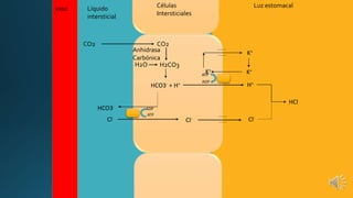 Líquido Células 
Luz estomacal 
intersticial 
Intersticiales 
vaso 
CO2 CO2 
Anhidrasa 
Carbónica 
H2O H2CO3 
HCO3- + H+ 
HCO3- 
K+ 
K+ 
H+ 
ADP 
Cl- Cl- Cl- 
HCl 
K+ 
ATP 
ATP 
ADP 
