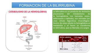 FORMACION DE LA BILIRRUBINA
La bilirrubina es un producto de deshecho
proveniente del metabolismo de
la hemoglobina. Los hematíes viejos,
defectuosos o dañados, son retirados por
unas células fagocíticas (macrófagos).
Dentro de estas células la hemoglobina se
metaboliza y el hemo se transforma
en bilirrubina, que es liberada a la sangre.
 
