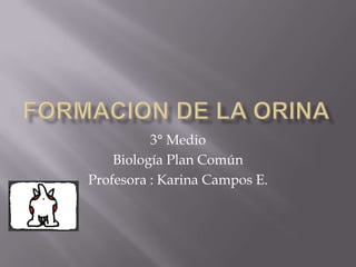 FORMACION DE LA ORINA 3° Medio Biología Plan Común Profesora : Karina Campos E. 