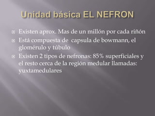 Unidad básica EL NEFRONExisten aprox. Mas de un millón por cada riñónEstá compuesta de  capsula de bowmann, el glomérulo y túbuloExisten 2 tipos de nefronas: 85% superficiales y el resto cerca de la región medular llamadas: yuxtamedulares