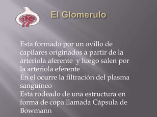 El GlomeruloEsta formado por un ovillo de capilares originados a partir de la arteriola aferente  y luego salen por la arteriola eferenteEn el ocurre la filtración del plasma sanguíneoEsta rodeado de una estructura en forma de copa llamada Cápsula de Bowmann