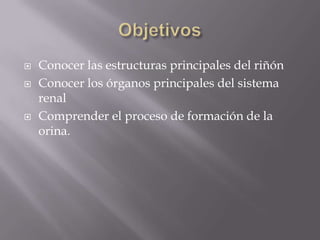 ObjetivosConocer las estructuras principales del riñónConocer los órganos principales del sistema renalComprender el proceso de formación de la orina.