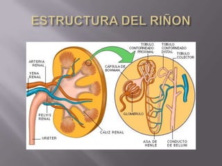 ESTRUCTURA DEL RIÑON