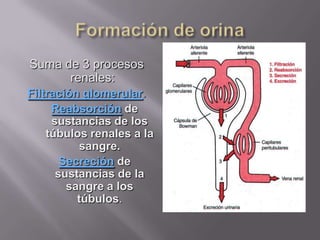 Formación de orinaSuma de 3 procesos renales:Filtración glomerular.Reabsorciónde sustancias de los túbulos renales a la sangre.Secreciónde sustancias de la sangre a los túbulos.