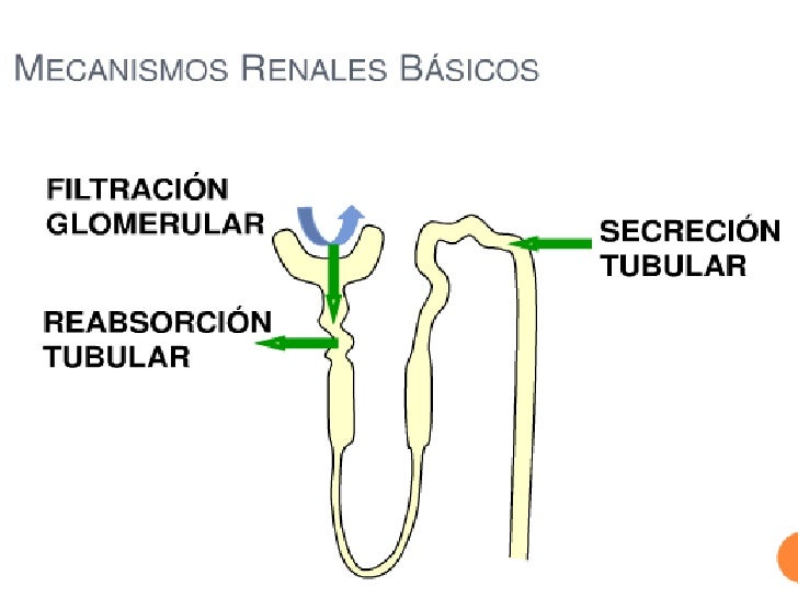 Formacion de la orina