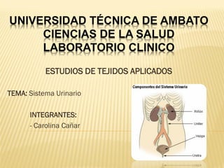 UNIVERSIDAD TÉCNICA DE AMBATO
     CIENCIAS DE LA SALUD
     LABORATORIO CLINICO

           ESTUDIOS DE TEJIDOS APLICADOS

TEMA: Sistema Urinario

      INTEGRANTES:
      - Carolina Cañar
 