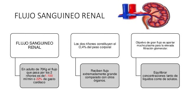 Resultado de imagen para Flujo sanguÃneo renal y consumo de oxÃgeno