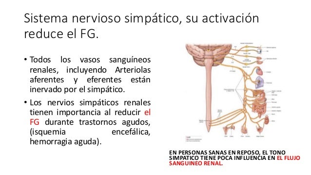 Resultado de imagen para La activación del sistema nervioso simpático reduce el FG