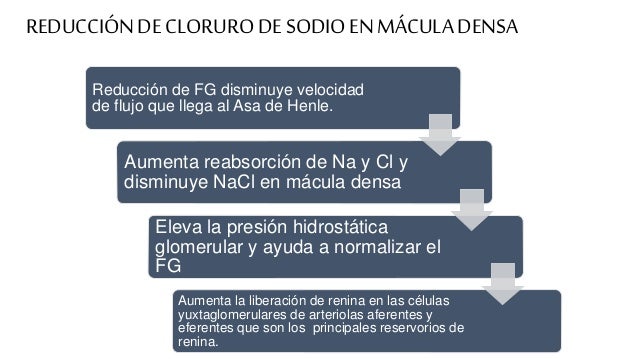 Resultado de imagen para La reducción del cloruro de sodio en la mácula densa dilata las arteriolas aferentes y aumenta la liberación de renina.