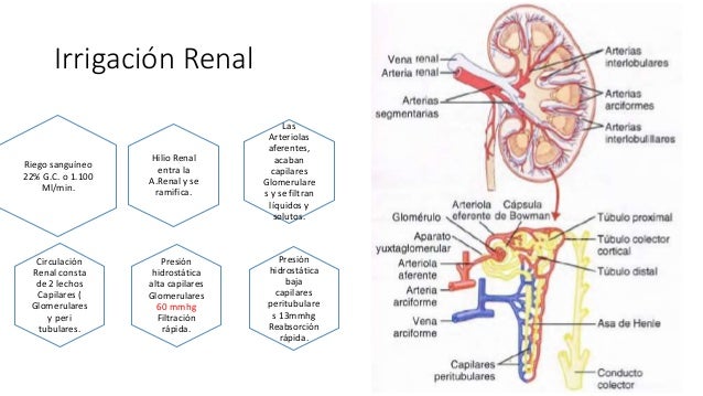 Formacion de la orina por los riñones I, filtracion glomerular, flujo…