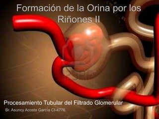 Formación de la Orina por los
             Riñones II




Procesamiento Tubular del Filtrado Glomerular
Br. Asuncy Acosta García CI-4776
 