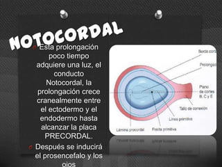 O Esta prolongación
poco tiempo
adquiere una luz, el
conducto
Notocordal, la
prolongación crece
cranealmente entre
el ectodermo y el
endodermo hasta
alcanzar la placa
PRECORDAL.
O Después se inducirá
el prosencefalo y los