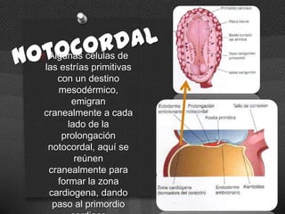 O Algunas células de
las estrías primitivas
con un destino
mesodérmico,
emigran
cranealmente a cada
lado de la
prolongación
notocordal, aquí se
reúnen
cranealmente para
formar la zona
cardiogena, dando
paso al primordio