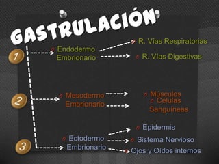 O R. Vías Respiratorias
O Endodermo
Embrionario O R. Vías Digestivas
O Mesodermo O Músculos
O Celulas
Embrionario
Sanguíneas
O Epidermis
O Ectodermo O Sistema Nervioso
Embrionario O Ojos y Oídos internos