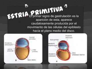 O El primer signo de gastrulación es la
aparición de esta, aparece
caudalosamente producida por el
movimiento de las células del epiblasto
hacia el plano medio del disco.