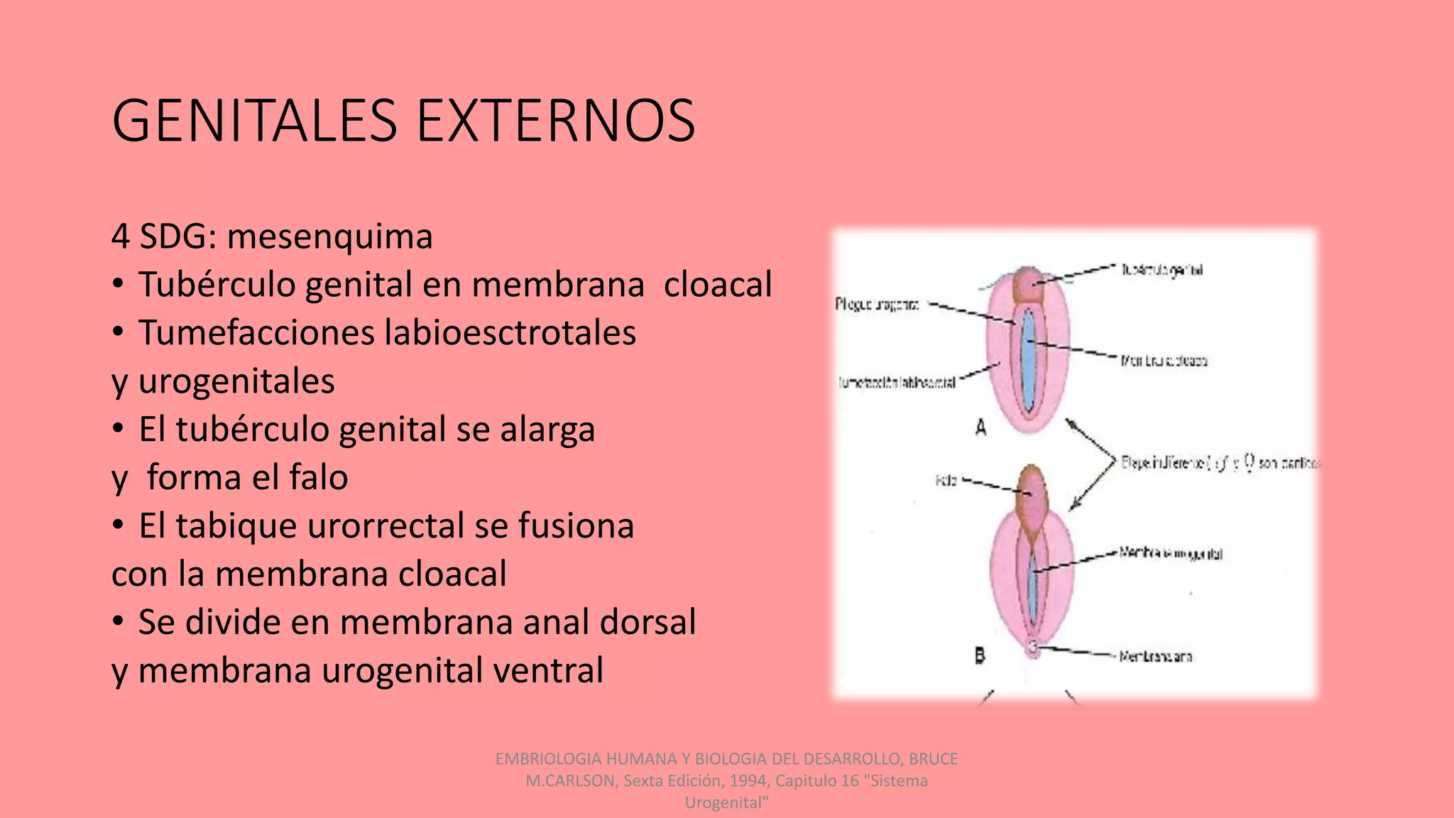 Externos FORMACION DE ORGANOS GENITALES EXTERNOS FEMENINOS.pptx