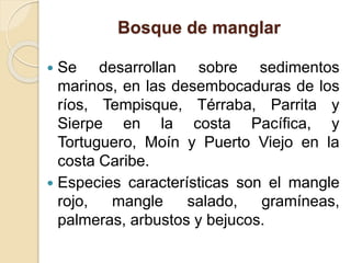 Bosque de manglar
 Se desarrollan sobre sedimentos
marinos, en las desembocaduras de los
ríos, Tempisque, Térraba, Parrita y
Sierpe en la costa Pacífica, y
Tortuguero, Moín y Puerto Viejo en la
costa Caribe.
 Especies características son el mangle
rojo, mangle salado, gramíneas,
palmeras, arbustos y bejucos.
 