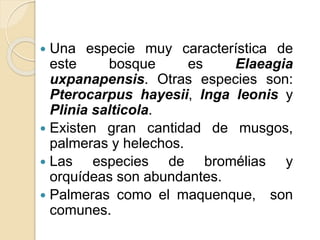  Una especie muy característica de
este bosque es Elaeagia
uxpanapensis. Otras especies son:
Pterocarpus hayesii, Inga leonis y
Plinia salticola.
 Existen gran cantidad de musgos,
palmeras y helechos.
 Las especies de bromélias y
orquídeas son abundantes.
 Palmeras como el maquenque, son
comunes.
 