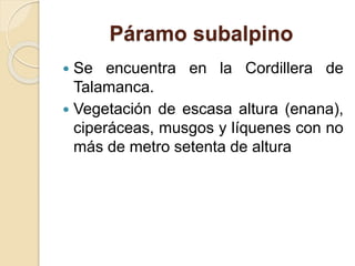 Páramo subalpino
 Se encuentra en la Cordillera de
Talamanca.
 Vegetación de escasa altura (enana),
ciperáceas, musgos y líquenes con no
más de metro setenta de altura
 