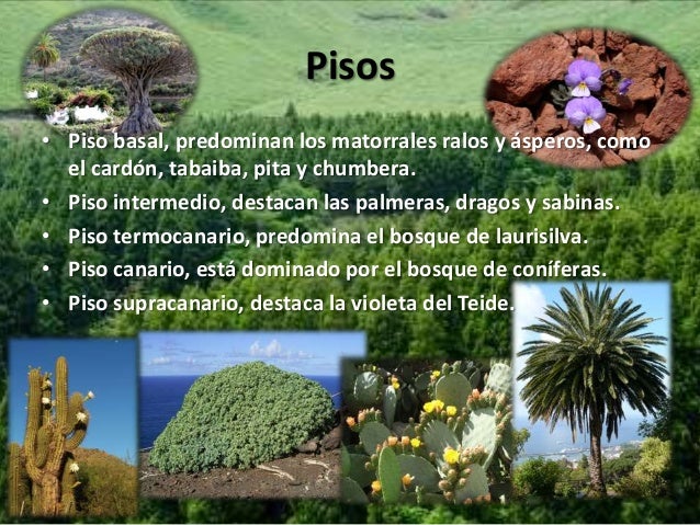 Formaciones vegetales en España peninsular e insular