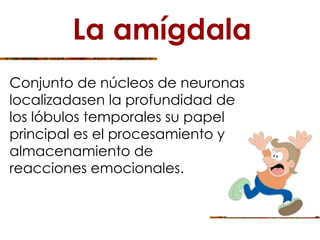 La amígdala
Conjunto de núcleos de neuronas
localizadasen la profundidad de
los lóbulos temporales su papel
principal es el procesamiento y
almacenamiento de
reacciones emocionales.
 