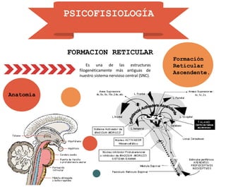 PSICOFISIOLOGÍA
Es una de las estructuras
filogenéticamente más antiguas de
nuestro sistema nervioso central (SNC).
FORMACION RETICULAR
47
Anatomía
Formación
Reticular
Ascendente.
 
