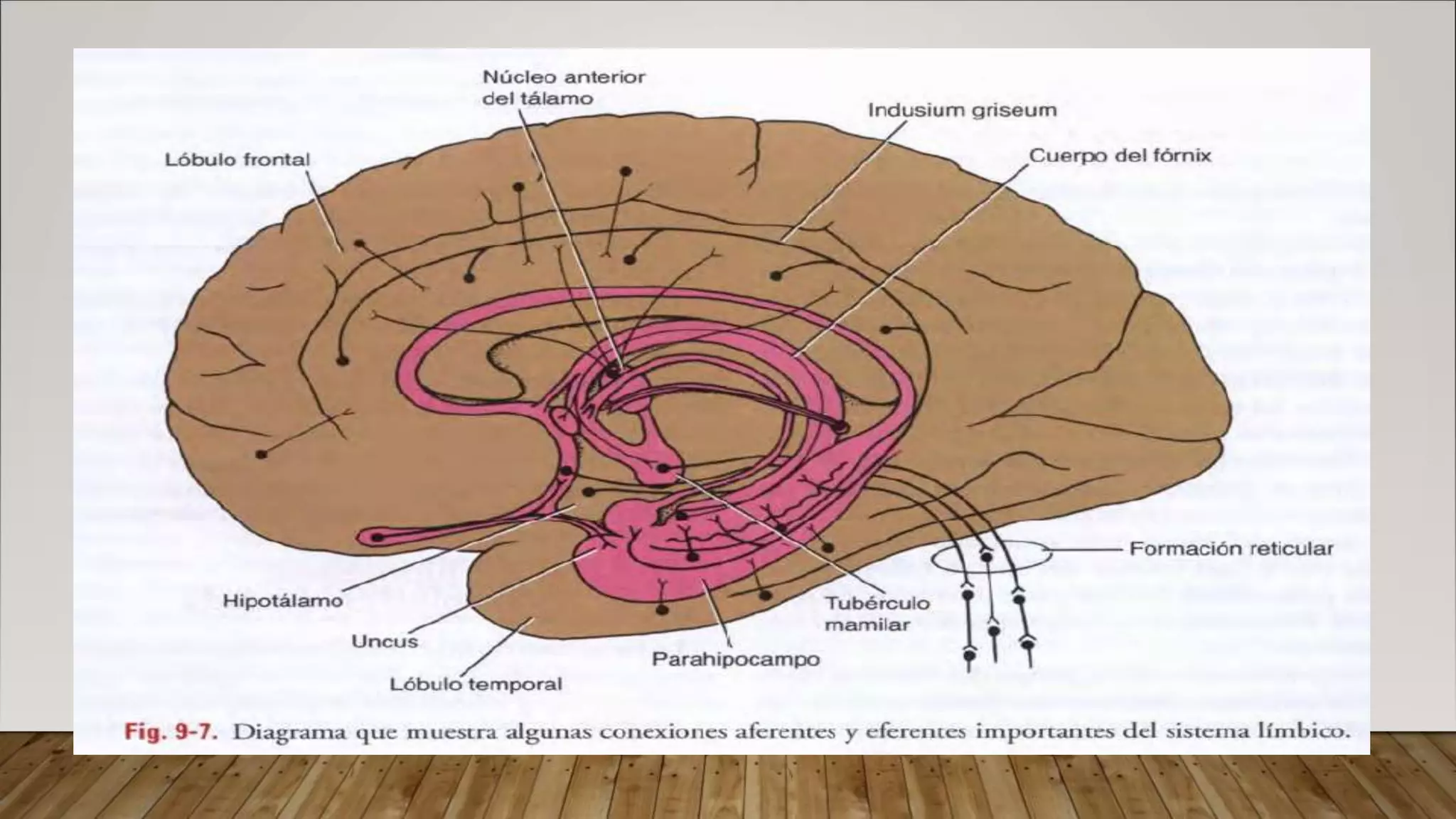 Formacion reticular y sistema limbico | PPTX