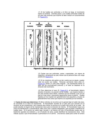 (1) Si las huellas son profundas y el ritmo es larga, el movimiento
rápido es evidente. Grandes pasos y con huellas profundas huellas de
los pies más profundo que imprime el talón indican en funcionamiento
(A, Figura 8-1).
(2) Copias que son profundas, cortas y espaciadas, con signos de
rasguños o arrastrando los pies indican que la persona lleva una carga
pesada (B, Figura 8-1).
(3) Si los miembros del partido se dan cuenta que se siguen, pueden
tratar de ocultar sus huellas. Personas caminando hacia atrás (C,
Figura 8-1) tienen un corto paso irregular. Las impresiones tienen un
dedo del pie anormalmente profundo, y el suelo se desplaza en la
dirección del movimiento.
(4) Para determinar el sexo (D, Figura 8-1), el francotirador debería
estudiar el tamaño y la posición de las huellas. Las mujeres tienden a
ser pies torcidos hacia dentro, mientras que los hombres a pie con los
pies en línea recta o apuntando ligeramente hacia el exterior. Huellas
dejadas por las mujeres son generalmente más pequeños y el paso es
generalmente más cortos que imprime a la izquierda por los hombres.
b. Copias de clave que determinan. El último individuo en el archivo por lo general deja la huella más clara,
se convierten en la clave de impresiones. El francotirador recortes de un palo para que coincida con la
duración de las impresiones y las muescas para indicar la anchura en la parte más ancha de la suela. Se
puede estudiar el ángulo de las impresiones clave para la dirección de marcha. El francotirador busca una
marca de identificación o características, tales como usar o calzado desgastado, para ayudarle a identificar las
huellas clave. Si el camino se vuelve vago, borrado, o se fusiona con otra, el francotirador puede usar su
bastón-los aparatos de medición y, con el estudio de cerca, puede identificar las impresiones clave. Este
método ayuda a que el francotirador a permanecer en el camino. Una técnica usada para contar el número
 