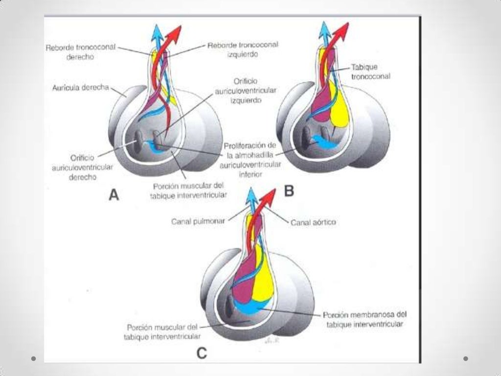 Formación tabiques tronco y cono arterial