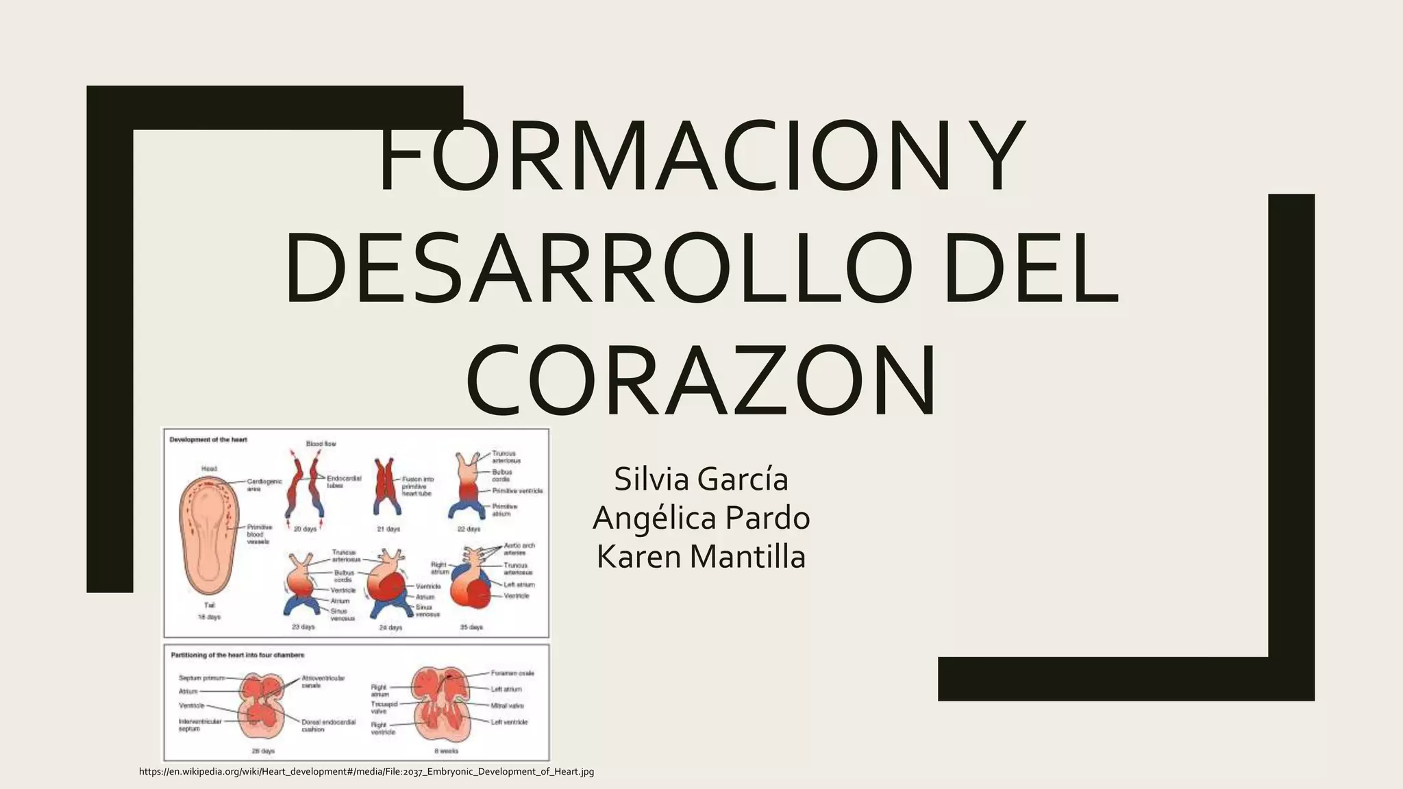 Formacion y desarrollo del corazon PPT