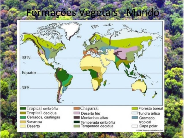 A)Quais São Essas Formações Vegetais Brasileiras – MQNCEM