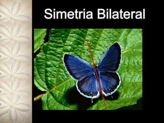 Simetria Bilateral