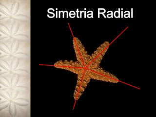 Simetria Radial