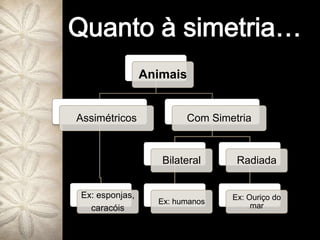 Quanto à simetria…