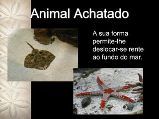Animal AchatadoA sua forma permite-lhe deslocar-se rente ao fundo do mar. 