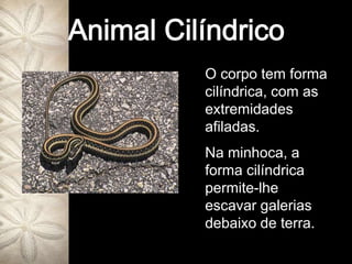 Animal CilíndricoO corpo tem forma cilíndrica, com as extremidades afiladas.Na minhoca, a forma cilíndrica permite-lhe escavar galerias debaixo de terra.