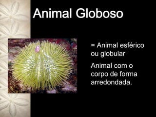 Animal Globoso= Animal esférico ou globularAnimal com o corpo de forma arredondada.