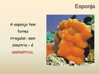 EsponjaA esponja tem forma irregular, sem simetria – é assimétrica.