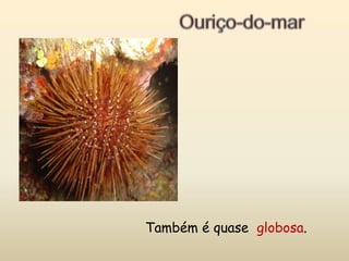 Ouriço-do-marTambém é quase  globosa.